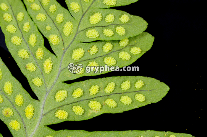 Fronde de Polypode face inférieure montrant des sporanges jeunes (détail) - gryphea.org